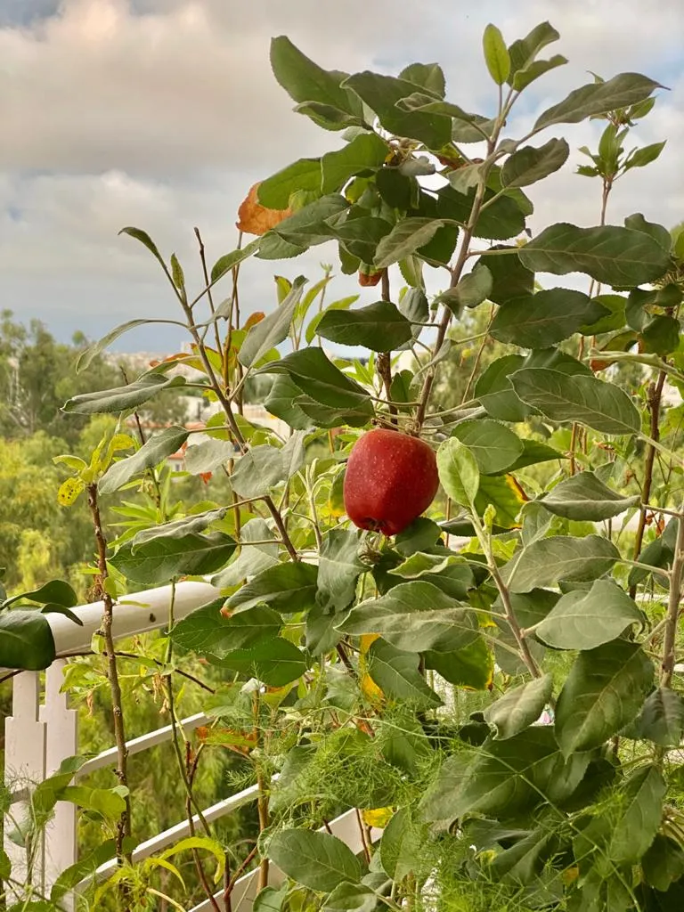 How To Grow Apples