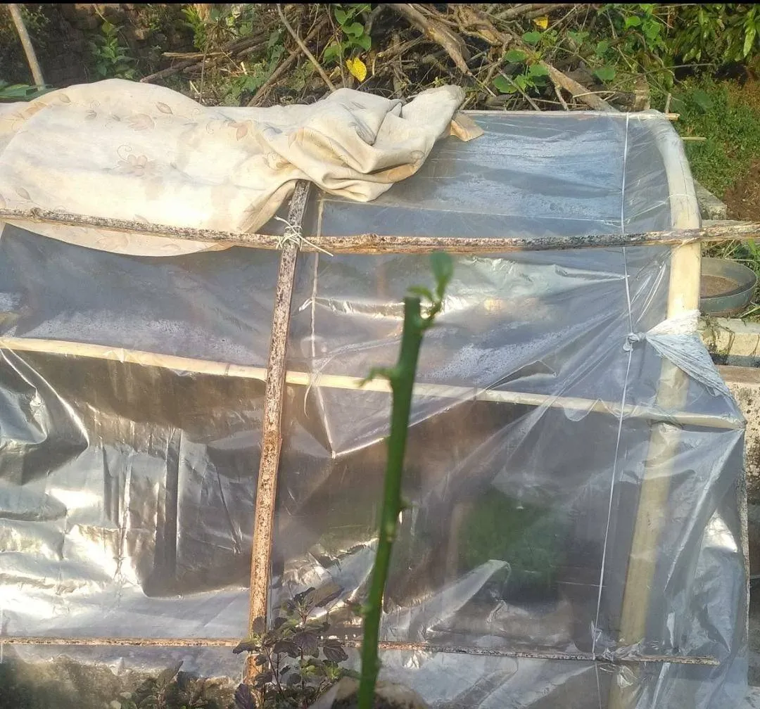 Prasenjeet made a polyhouse to germinate Noni seeds in Bokaro, Jharkhand