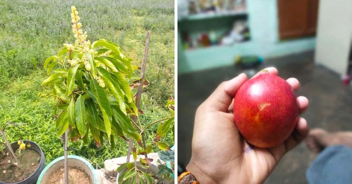 Miyazaki mango has flaming red skin on the outside and bright orange pulpy fruit inside.
