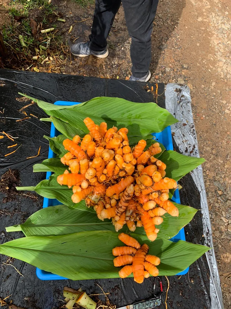  Ex-Navy Man CV Prakash with Harvested Turmeric