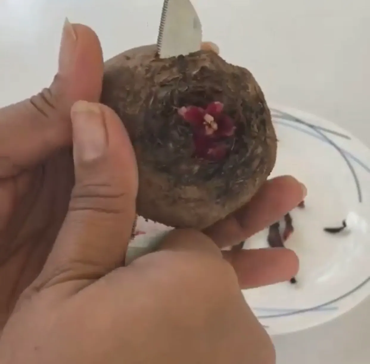 Slice the top half along with the shoots and leaves to grow beetroot at home