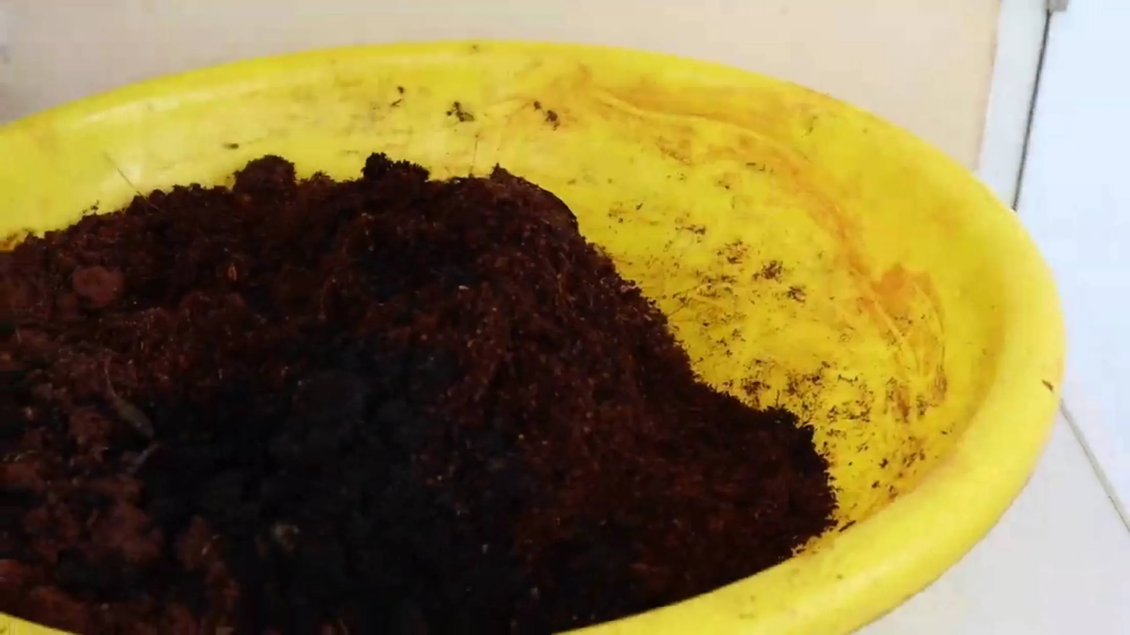 Container with organic potting mix to grow sweet potatoes