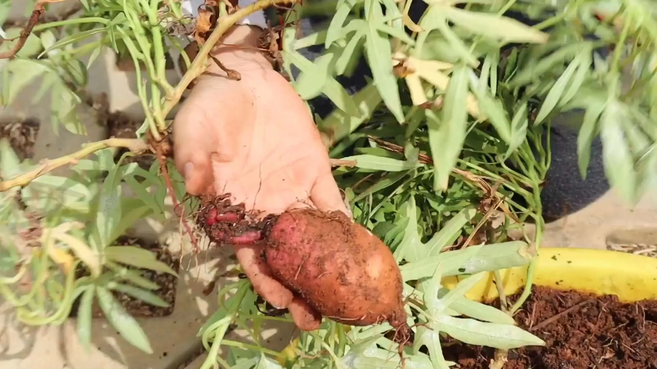 Sweet potatoes being harvested.