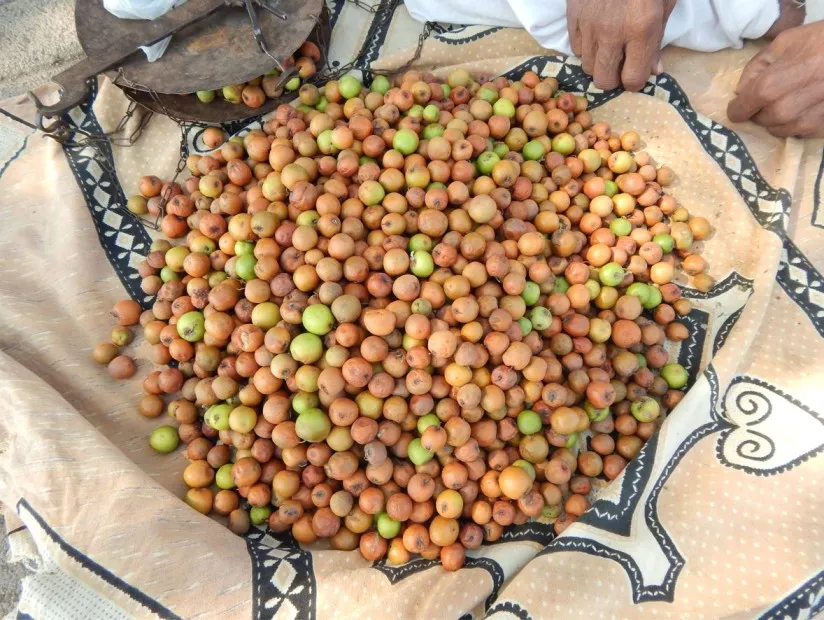 Pravin Thete Growing Wild Berries