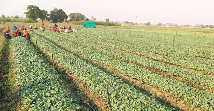 Hybrid Chilly Farming 