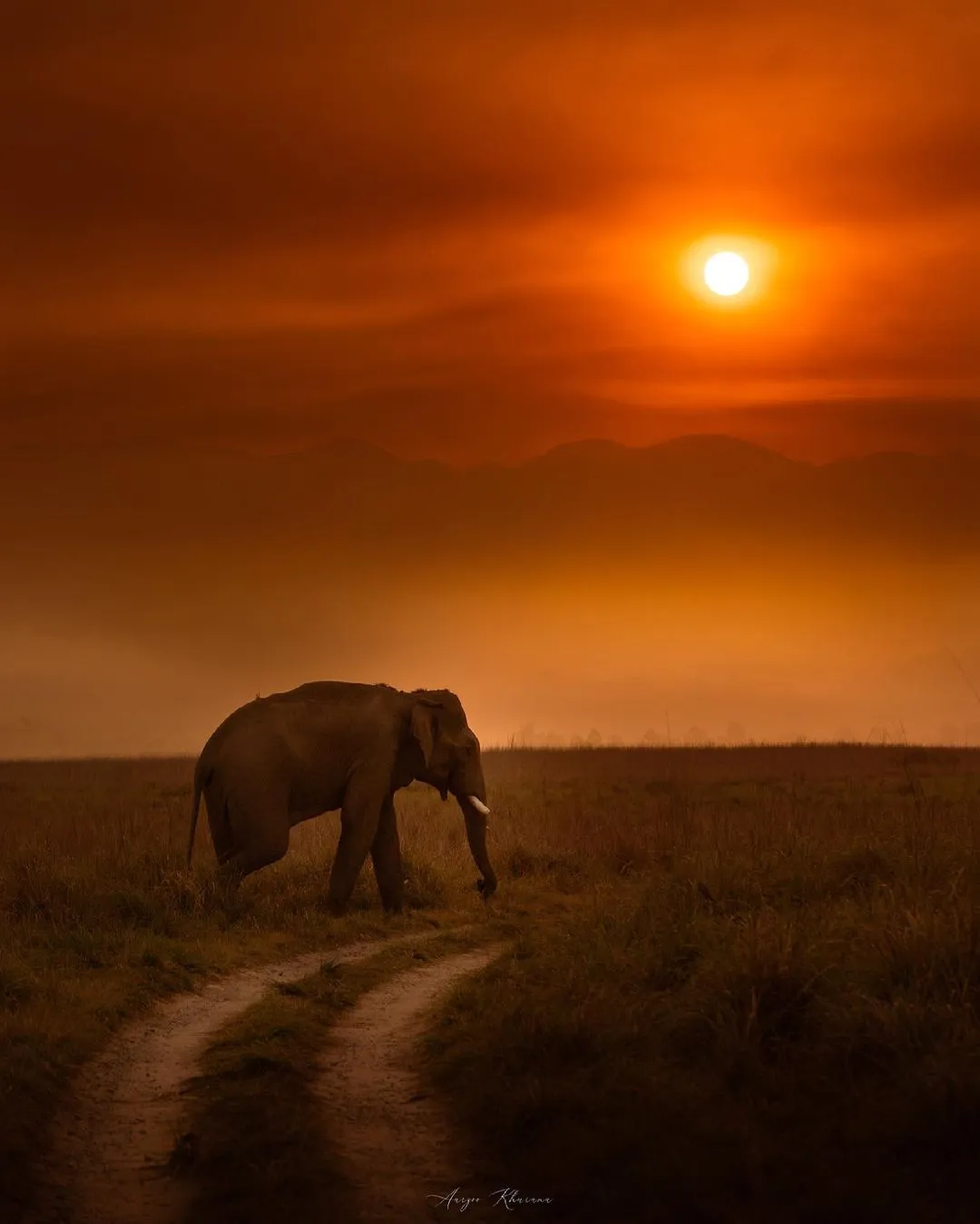 Wildlife Sanctuary in India : A wild tusker at the Jim Corbett National Park.