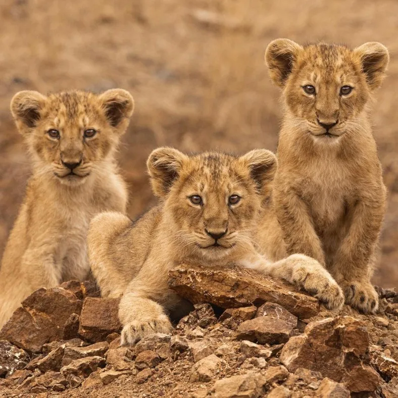 Wildlife Sanctuary in India : Lions cubs at the Gir National Park<br />
