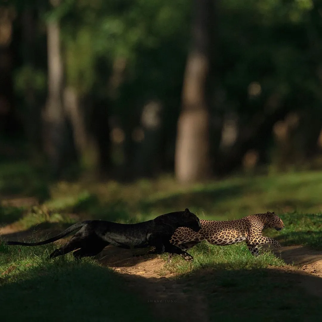 The Kabini is famous for its sightings of leopards, tigers and recently, a rare black panther.<br />
