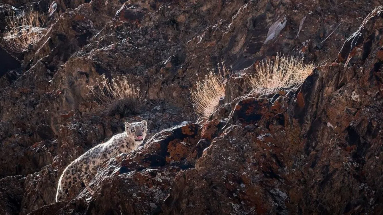Wildlife Sanctuary in India : A snow leopard spotted at the Hemis National Park.<br />
