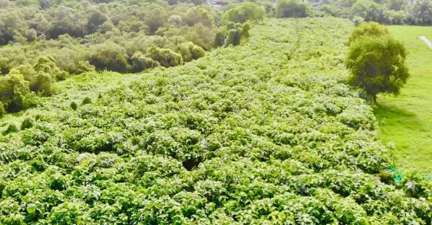 Miyawaki forest Green Yatra NGO