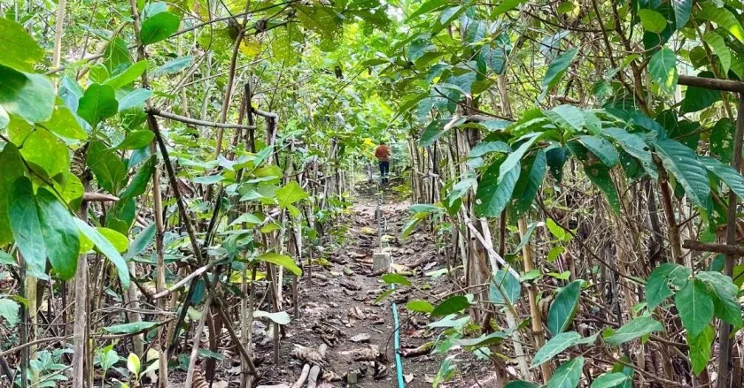 Miyawaki forest Green Yatra NGO