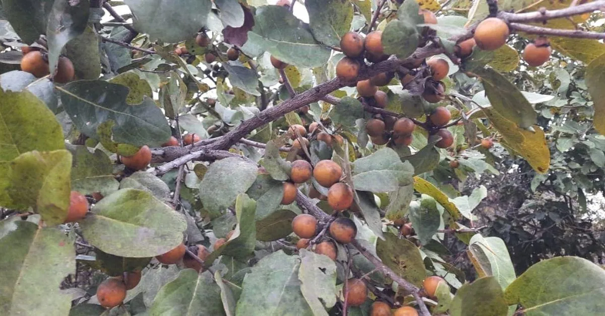 Fruits hanging at Dusharla’s forest.<br />
