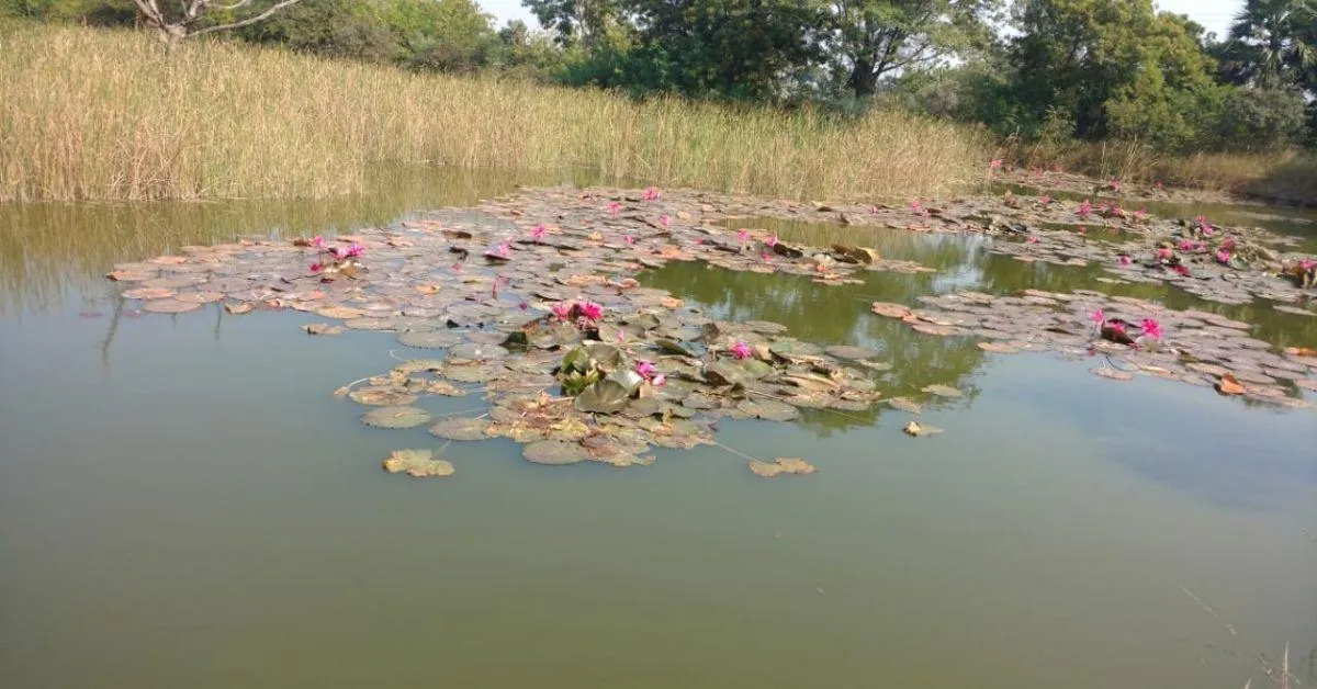 Lotus blooming at Dusharla’s forest pond.<br />
