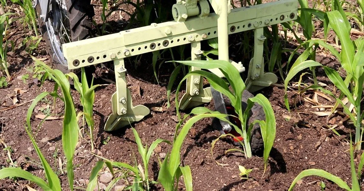 Electric bull works efficiently without damaging the crops.