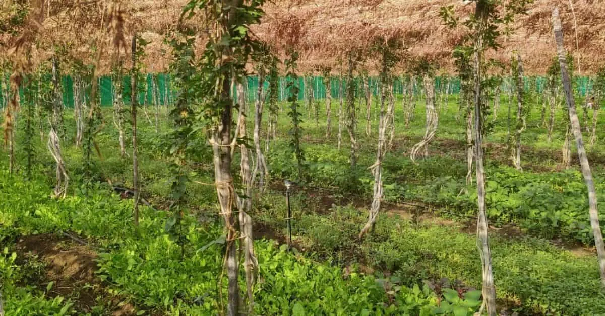 Multilayer Farm