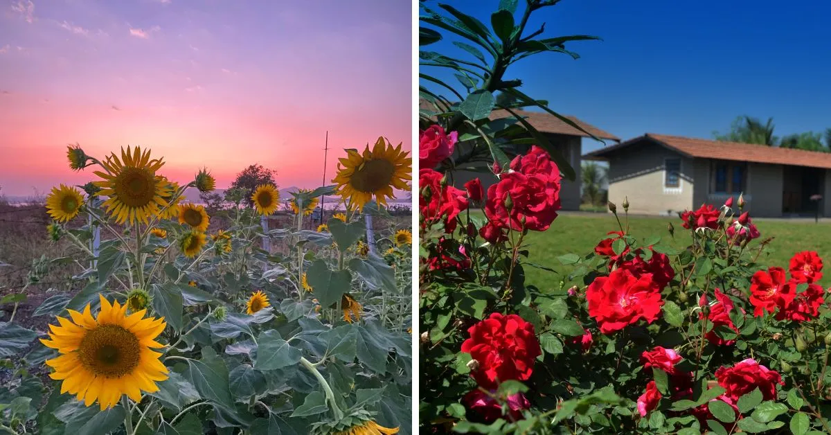 Flowers at Nashik’s Utopia Farmstay<br />
