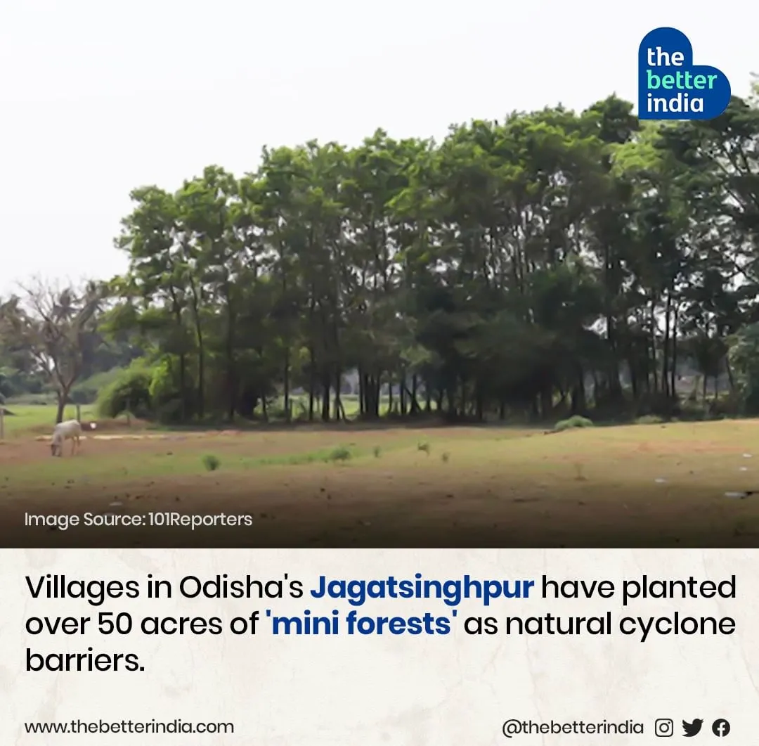 Odisha’s mini forests