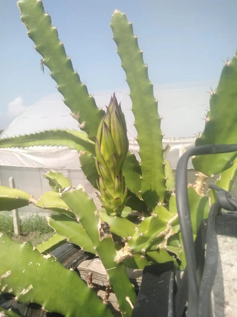Dragon fruit grows at Reeva's organic farm in Himachal Pradesh