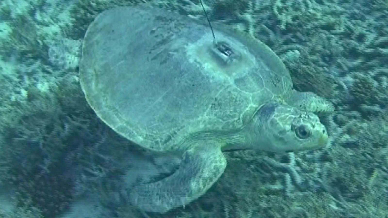 Turtle Rehabilitation at Four Seasons Resorts Maldives