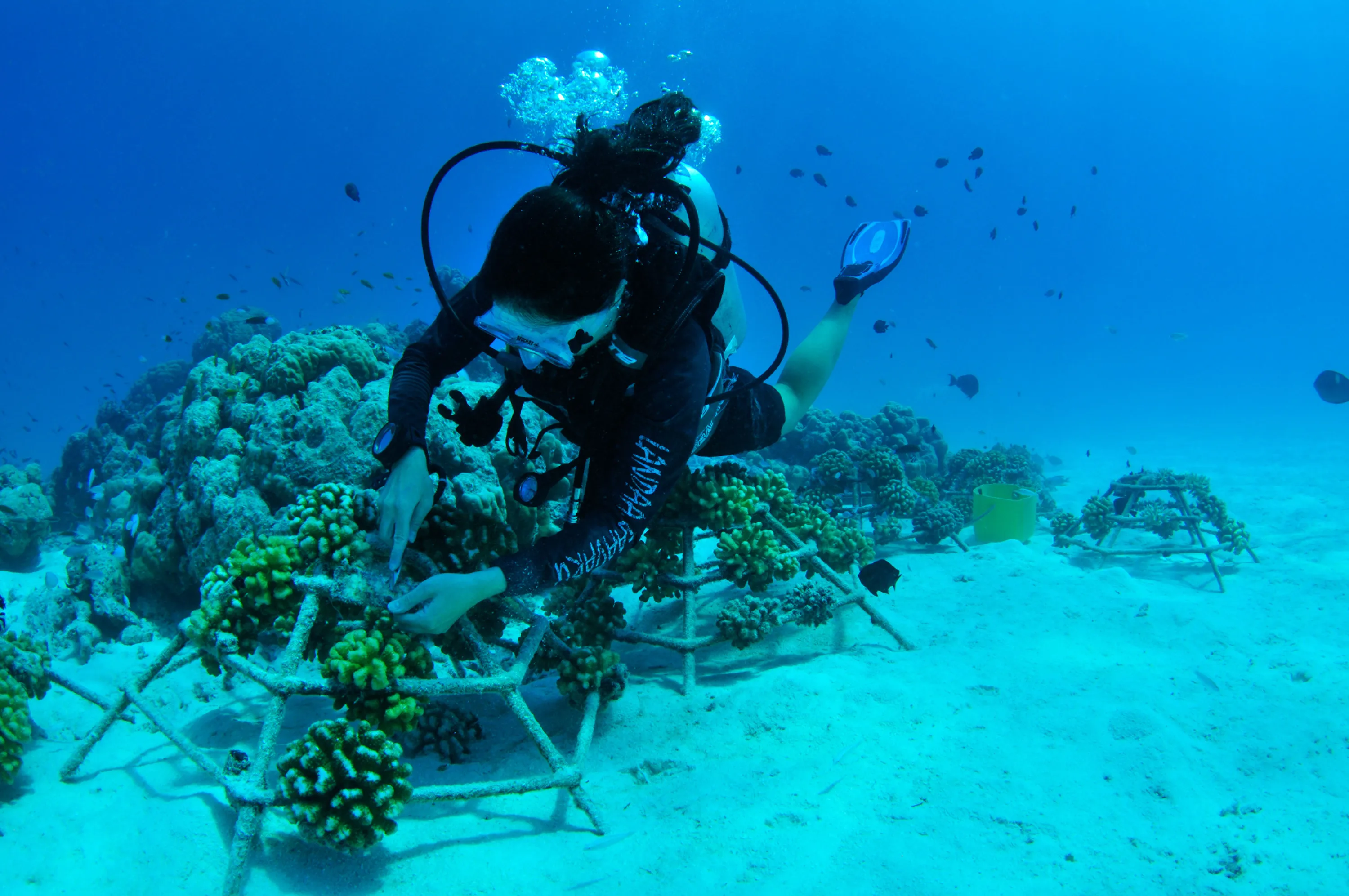 Coral Regeneration at Four Seasons Resorts Maldives