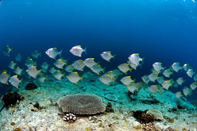 Seychelles 85
