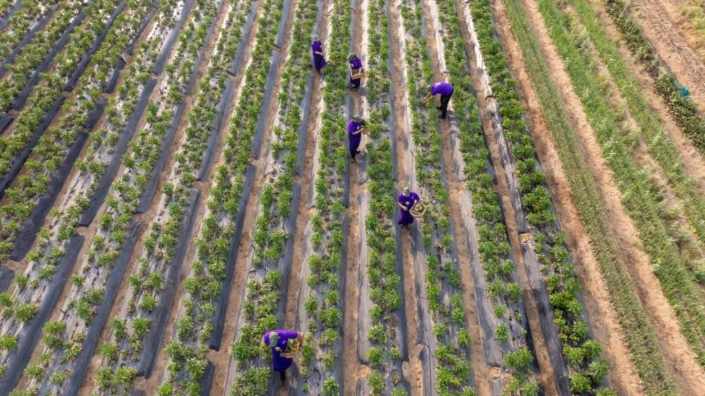 The leela farm
