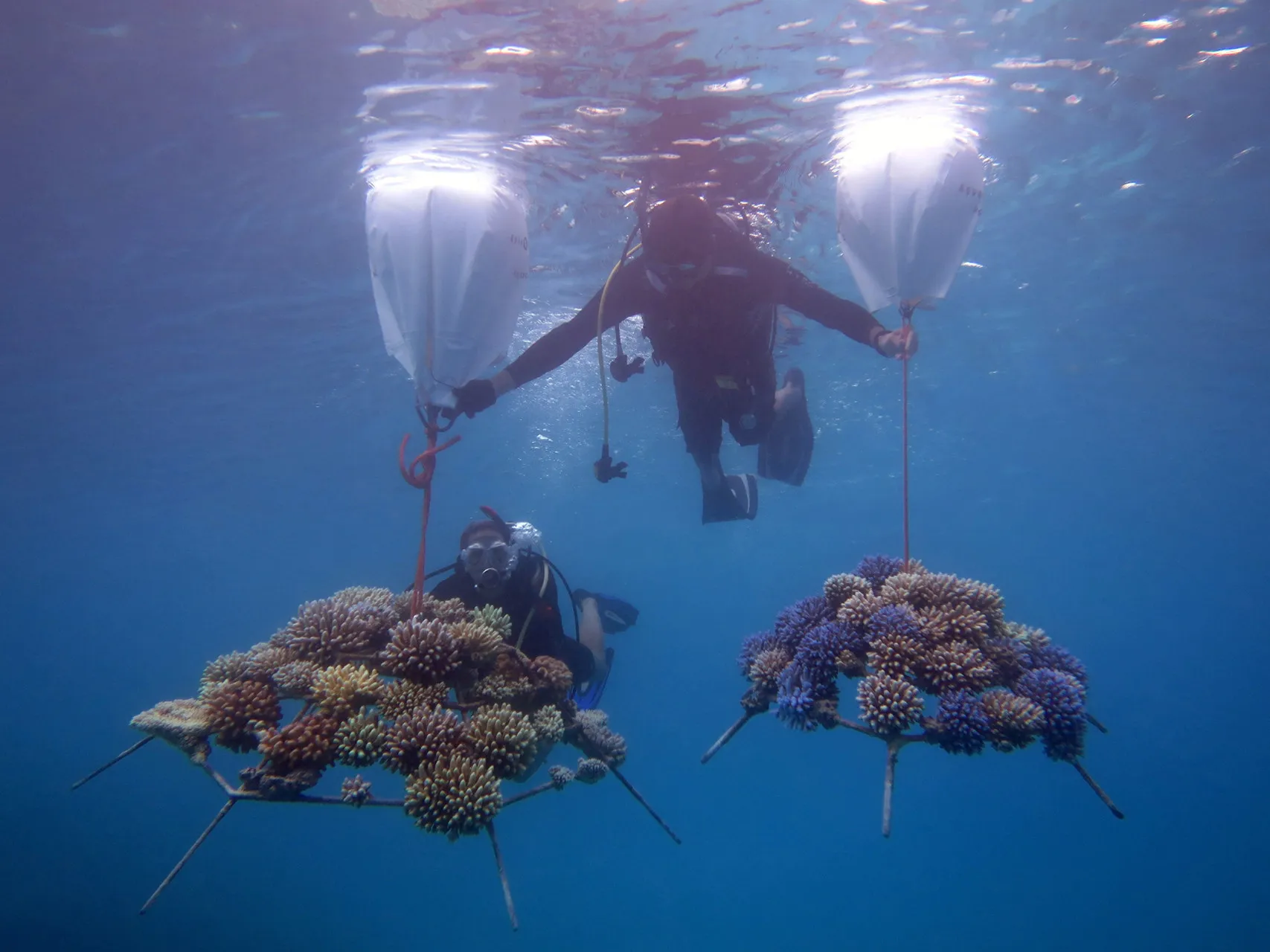 Snorkeling at Four Seasons Maldives