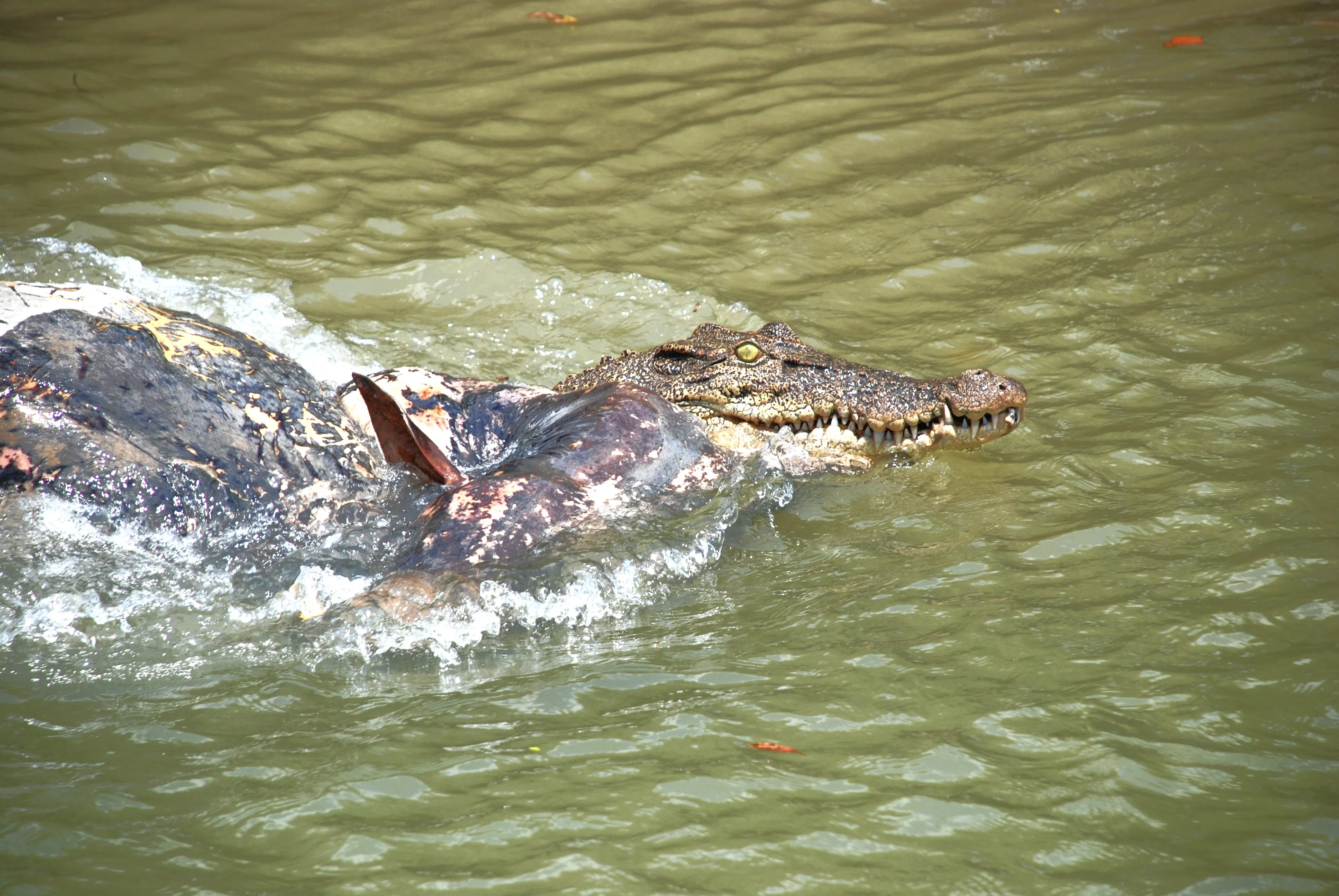 Creeks and Crocodile at Bhitarkanika