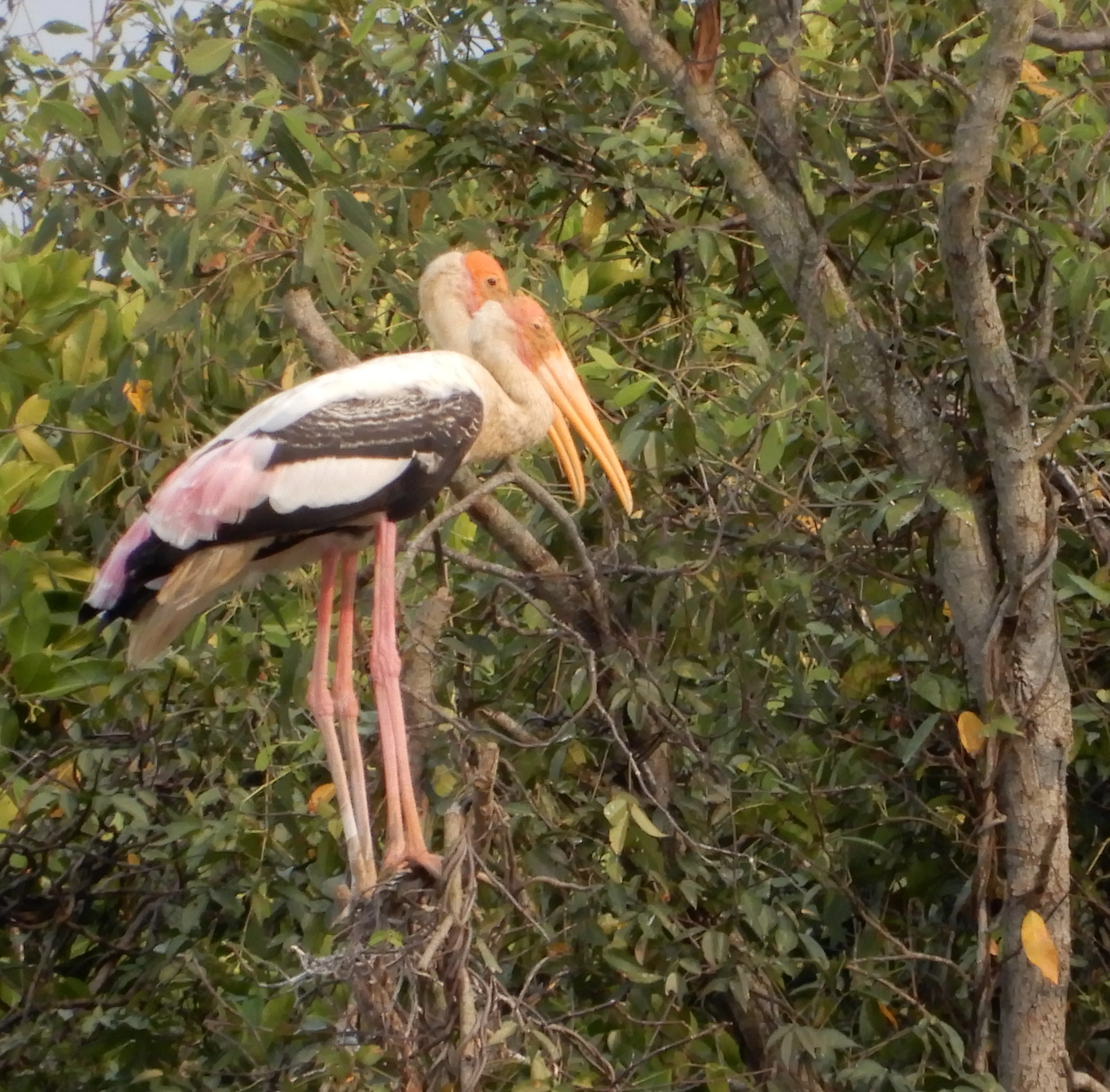 Painted Stork at Bhitarkanika