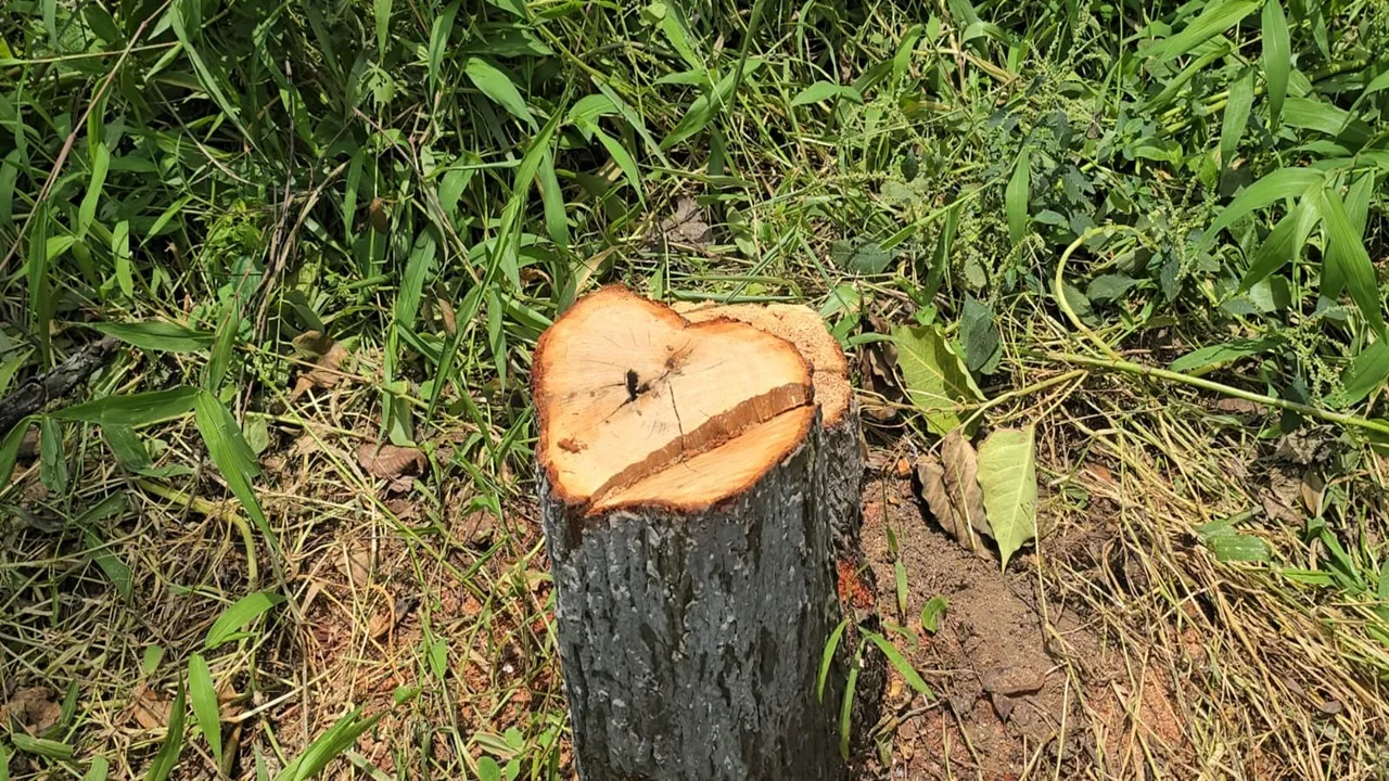 Sandalwood theft  ,Kalanbagram Shiksha Niketan  ,East Burdwan,  School property theft  ,Sandalwood trees stolen , Educational institution security  ,Burdwan sandalwood incident  ,Tree theft in schools,চন্দন কাঠ চুরি,  কলানবগ্রাম শিক্ষা নিকেতন  ,পূর্ব বর্ধমান,  বিদ্যালয় সম্পত্তি চুরি  ,চন্দন গাছ চুরি