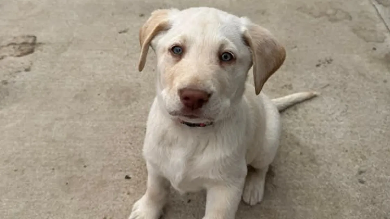 How to stop puppy biting: কুকুর ছানা পরদা, বিছানার চাদর কামড়ালে, এই সহজ কায়দায় সামলান। 