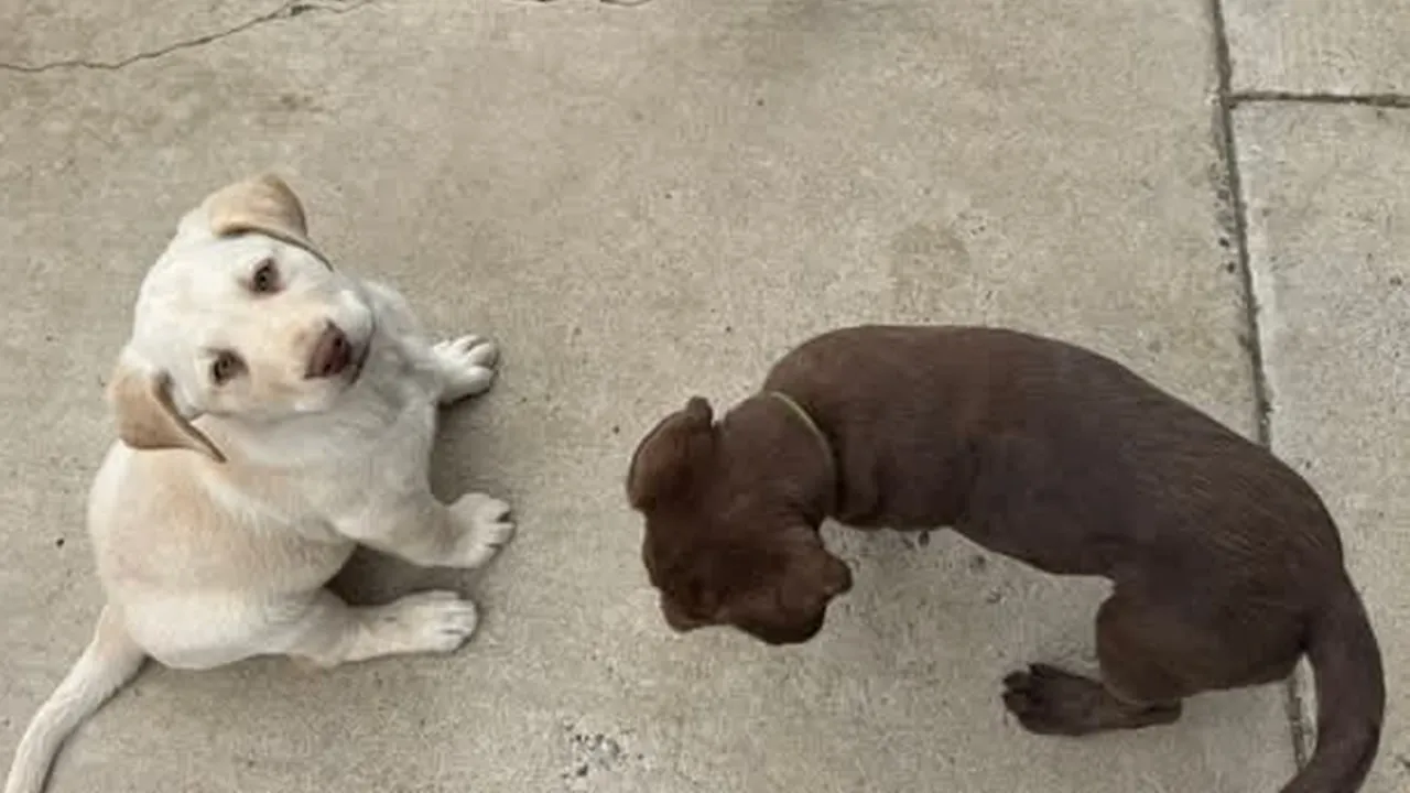 How to stop puppy biting: কুকুর ছানা পরদা, বিছানার চাদর কামড়ালে, এই সহজ কায়দায় সামলান। 