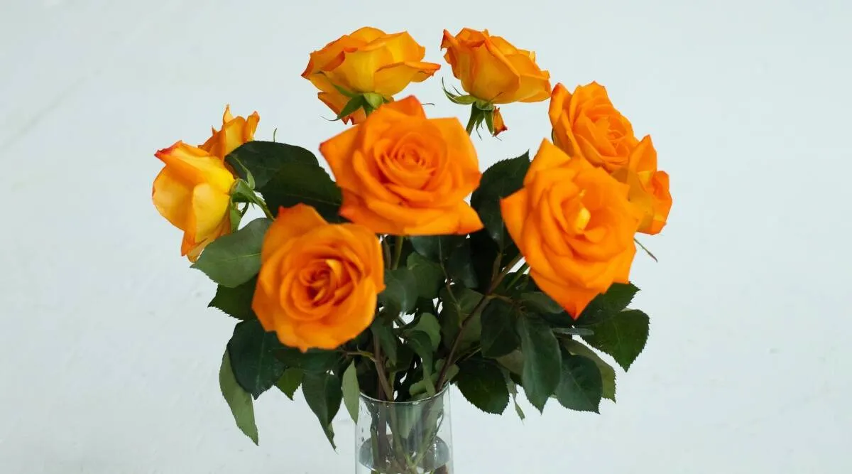 Rose Day | News Gujarati