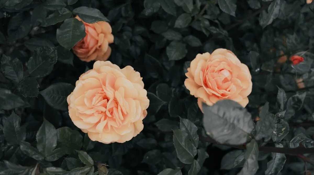 Rose Day | News Gujarati