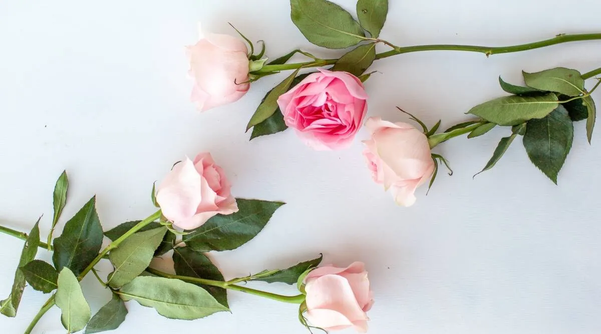 Rose Day | News Gujarati