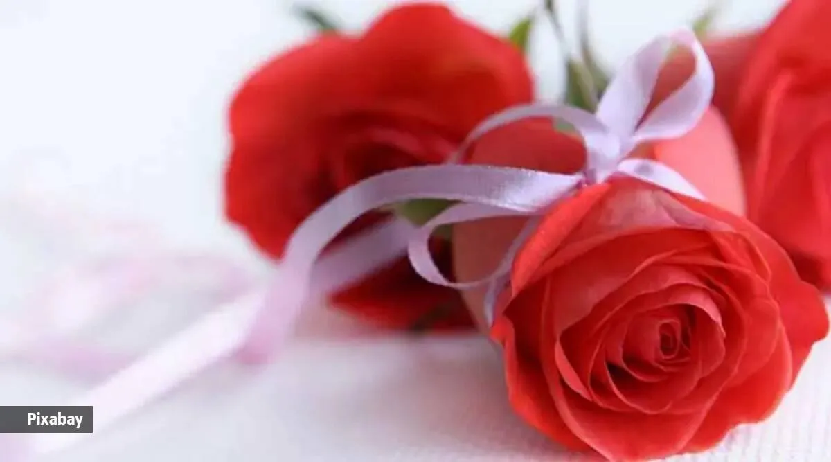 Rose Day | News Gujarati
