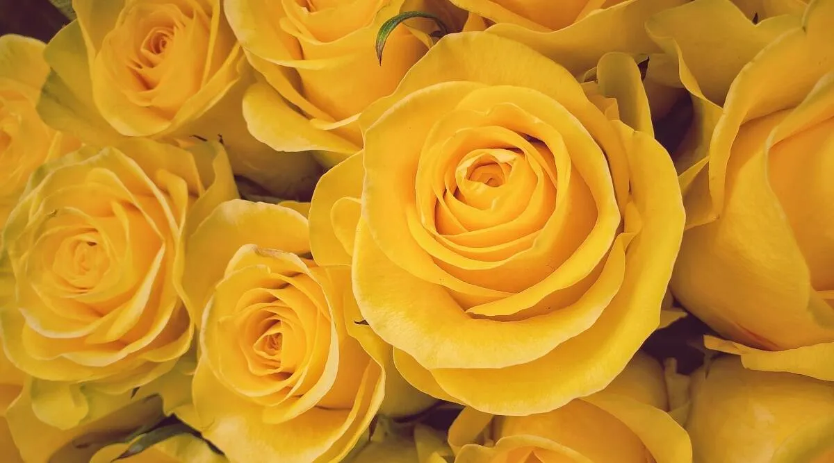 Rose Day | News Gujarati