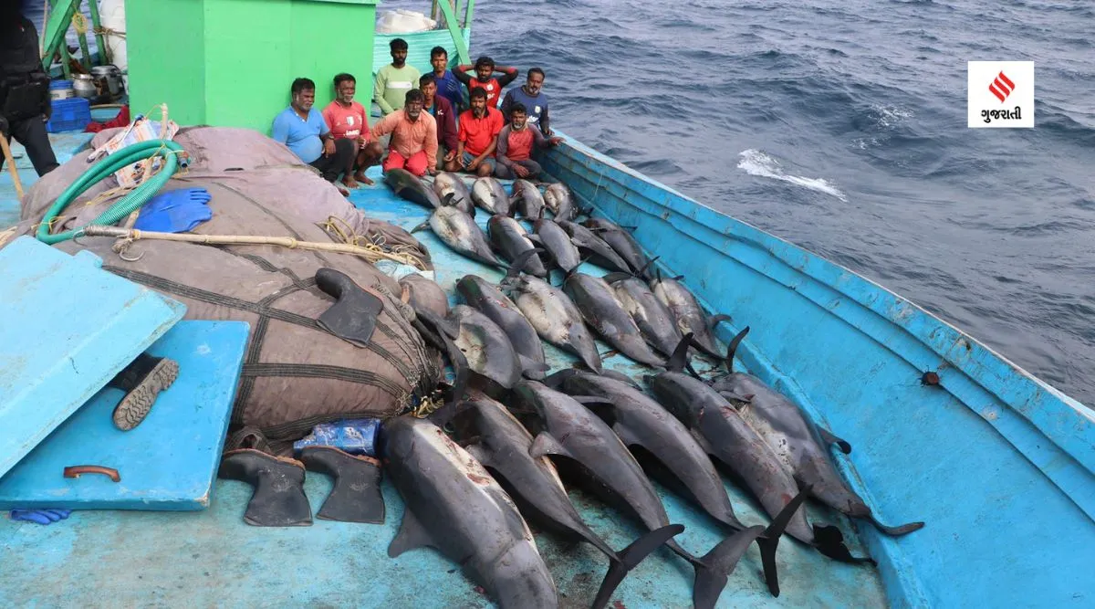 dolphin fishing gang