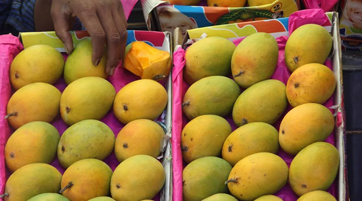mangoes 