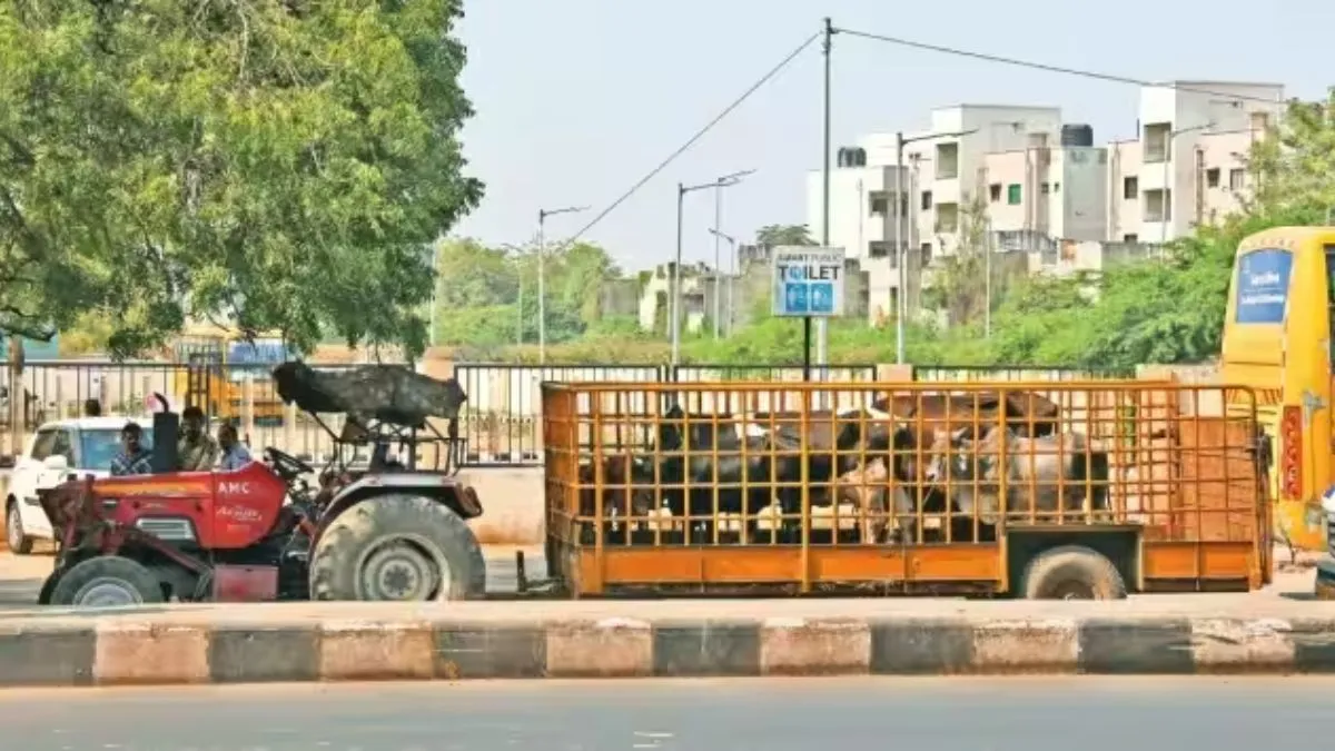 Stray Sattle rules | Gujarat Government Stray Cattle Guidelines | Gujarat Government | Stray Cattle Guidelines | Cow Stray | Cow on Road 
