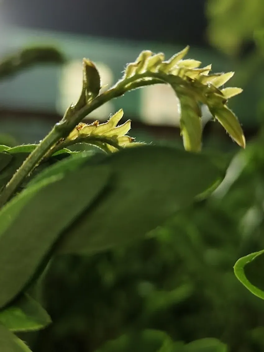 Vivo V29 5G રિયર