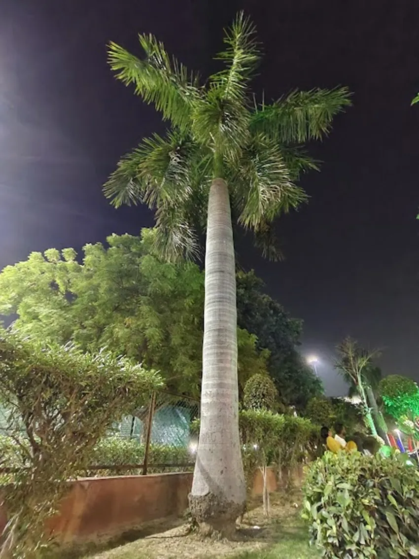 Vivo V29 5G નાઇટ ફોટોગ્રાફી