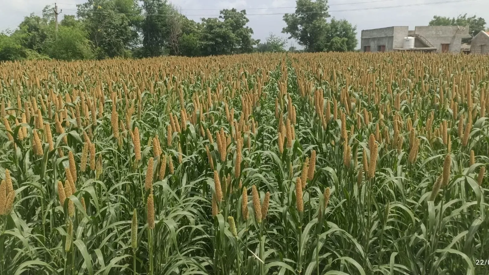 A bajra field in Rajkot district in August this year. Express photo
