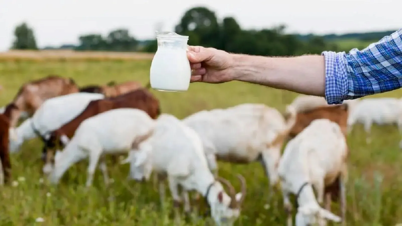 Goat Milk | Goat | Milk | Goat Milk Benefits