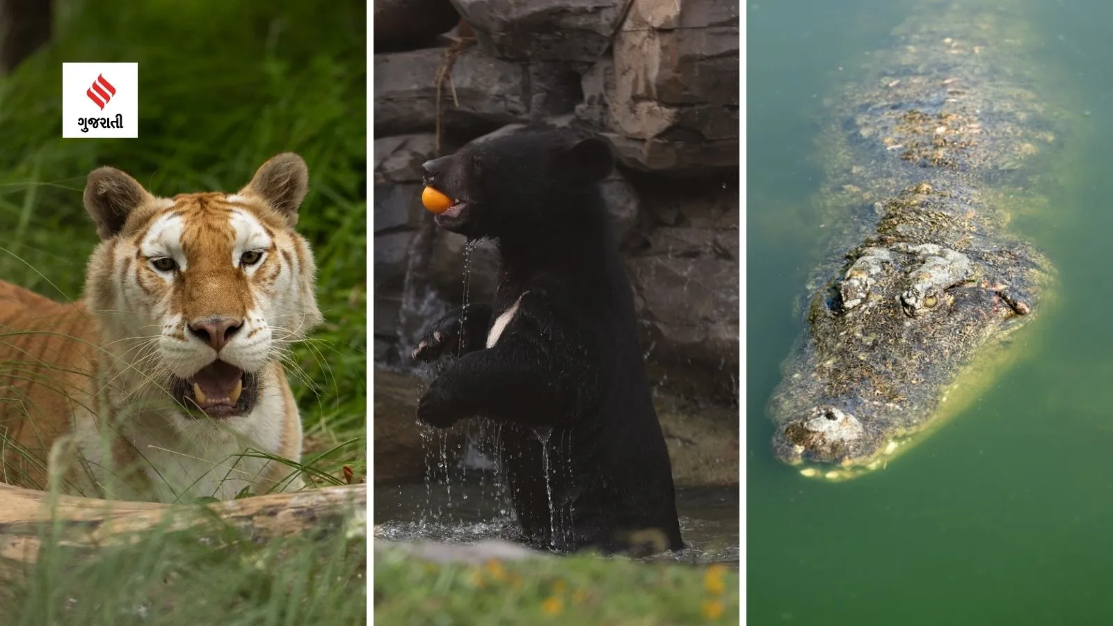 anant ambani | anant ambani vantara | Mukesh ambani son anant ambani | vantara jamnagar | vantara jamnagar photo | vantara animals resue | vantara elephant hospital | vantara animals treatment