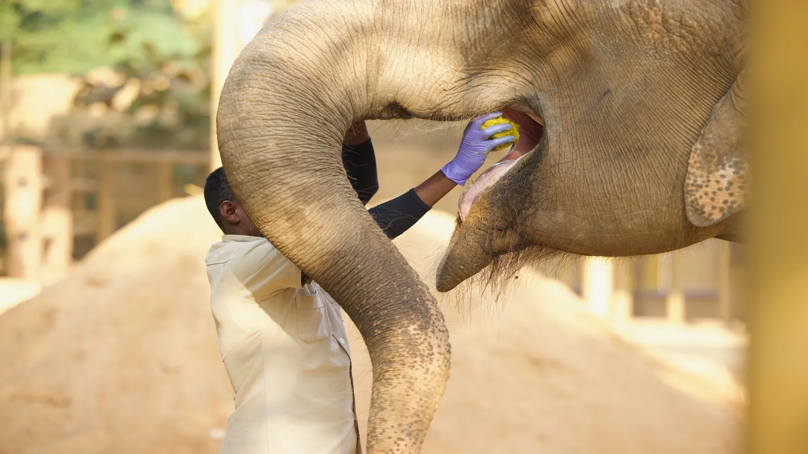 anant ambani | anant ambani vantara | Mukesh ambani son anant ambani | vantara jamnagar | vantara jamnagar photo | vantara animals resue | vantara elephant hospital | vantara animals treatment