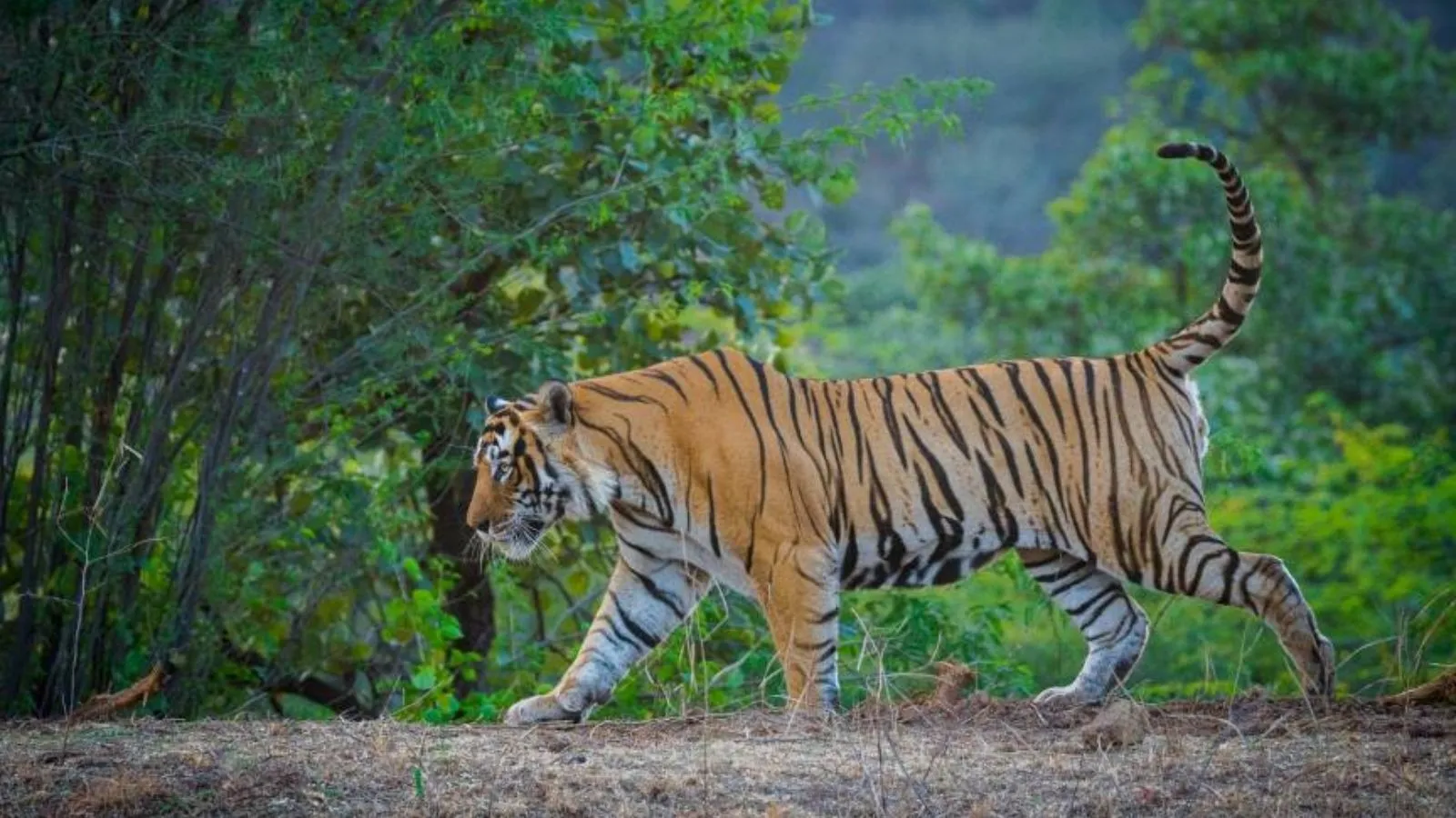 ranthambhore