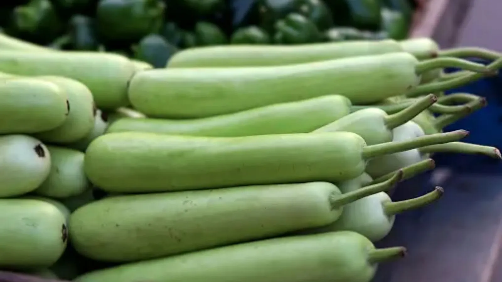 Bottle Gourd