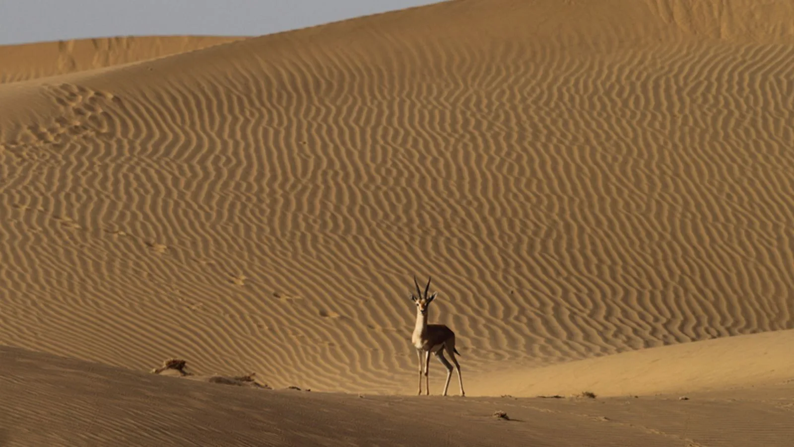 Jaisalmer Tour Plans | Jaisalmer famous tourist places | famous tourist places in jaisalmer | Jaisalmer museum | Jaisalmer fort | rajasthan fort killa | Kuldhara village | patwon ki haveli | salim singh ki haveli