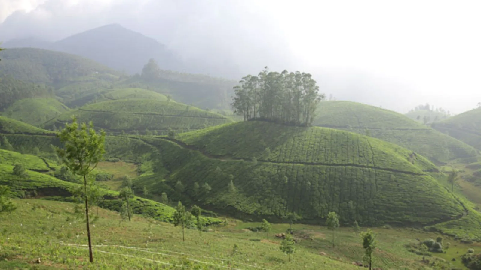 kerala tourism | kerala munnar summer vacation places | kerala munnar hill station | kerala munnar best tourist places